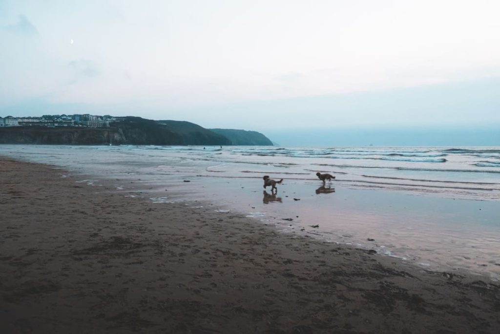 Perranporth beach dogs running on beach