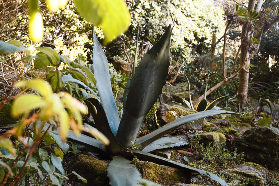 Wild flowers at Morrab gardens