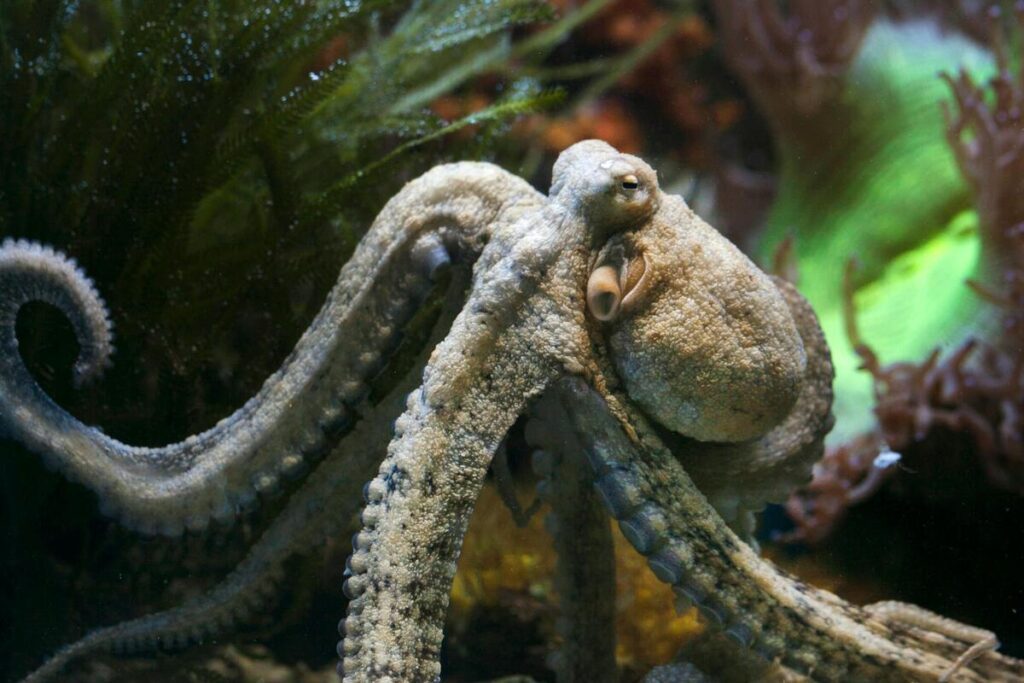 Octopus in Cornwall