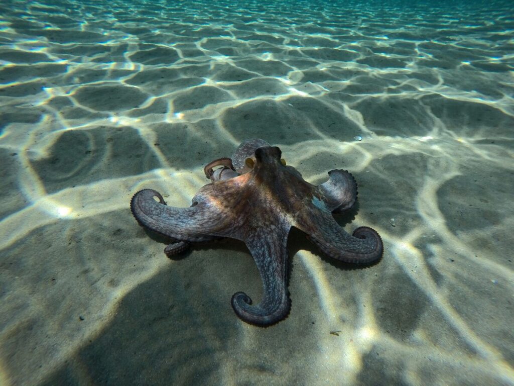 Underwater Octopus